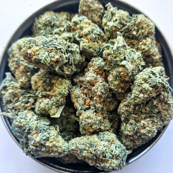 Papaya H/I